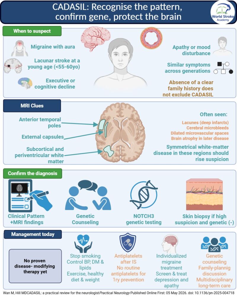 Image for the Tweet beginning: #MondayTip
#CADASIL
🤕Young patient + lacunar stroke,